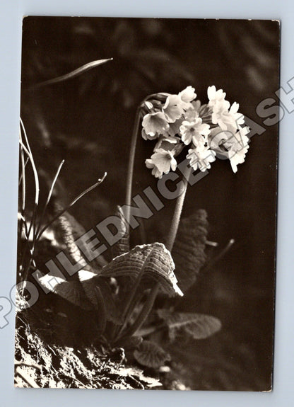 Pohlednice prvosenky Velikonoce (M37389)