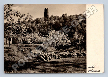 Pohlednice Hazmburk ovce Velikonoce 1950s (M37391)