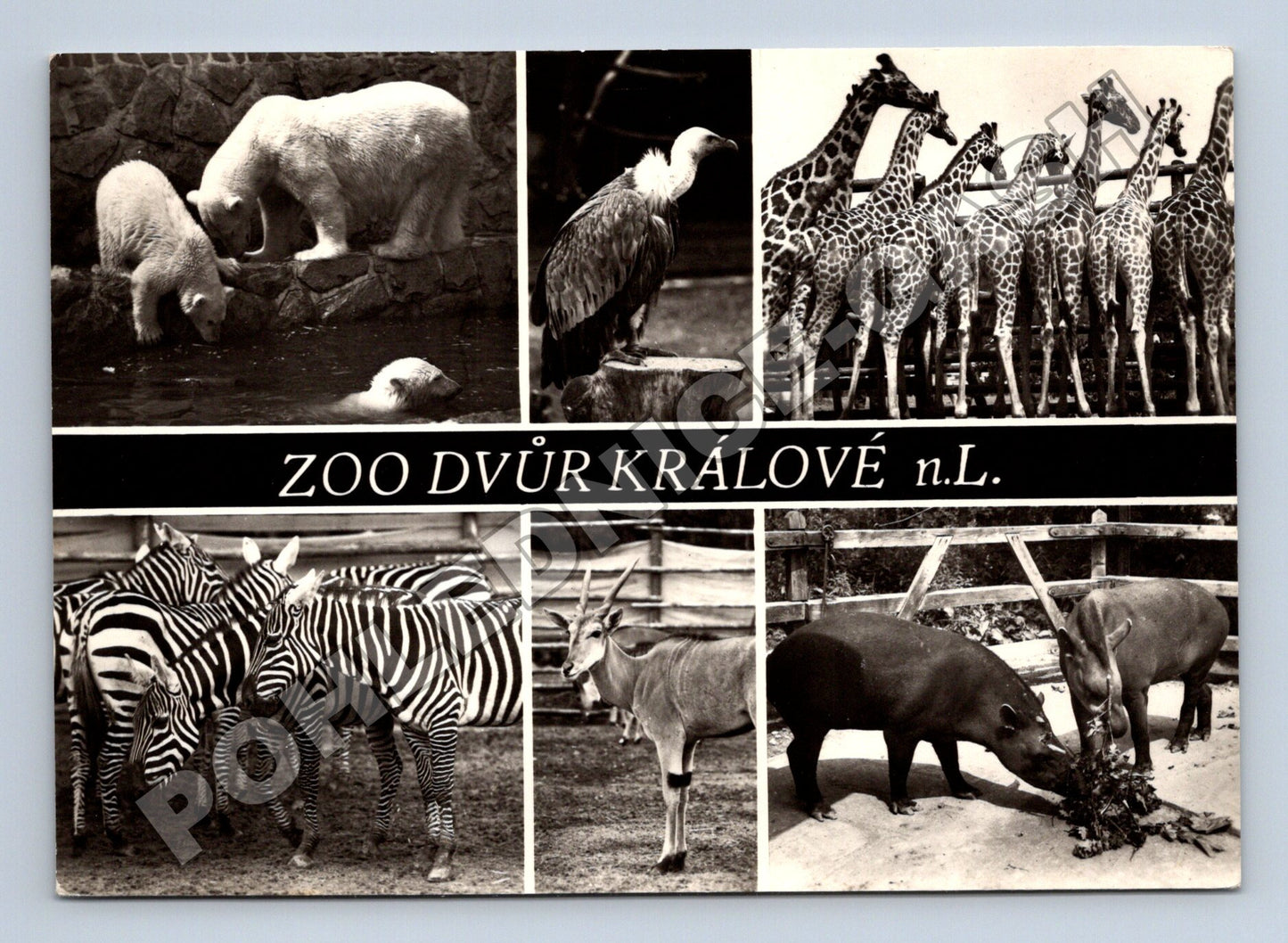 Pohlednice Zoo Dvůr Králové n.L. zvířata (M37392)