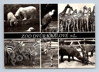 Pohlednice Zoo Dvůr Králové n.L. zvířata (M37392)