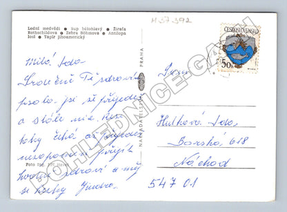 Pohlednice Zoo Dvůr Králové n.L. zvířata (M37392)