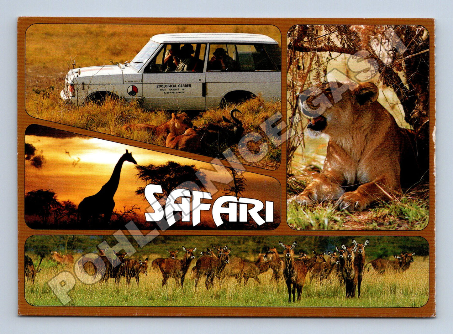 Pohlednice Afrika Safari Dvůr Králové 1993 (M37393)