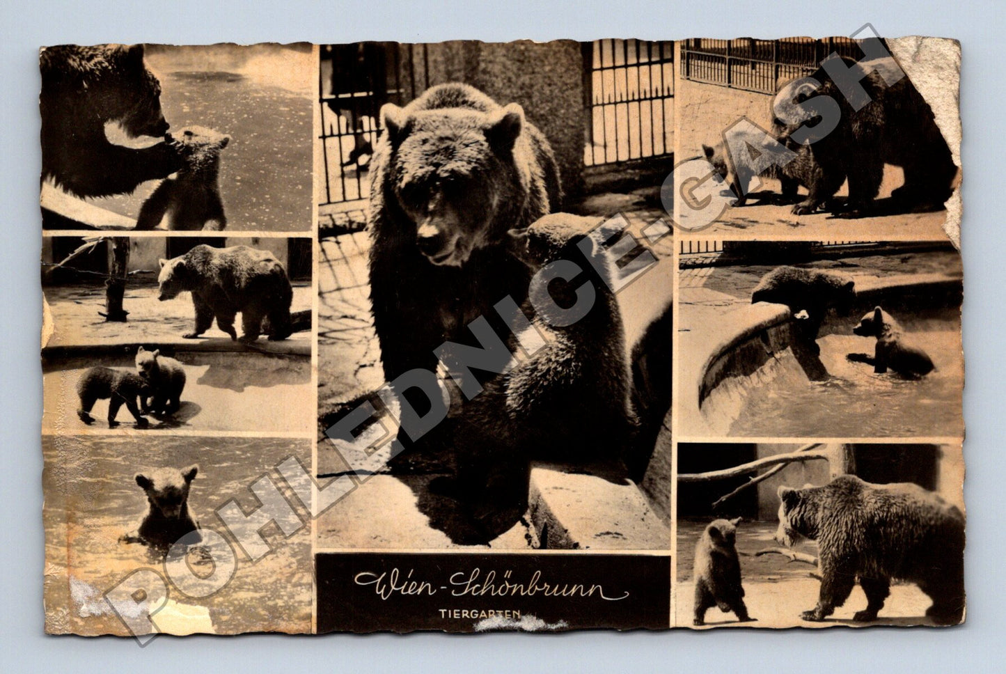 Pohlednice Rakousko Wien Schönbrunn Tiergarten medvědi (M37394)