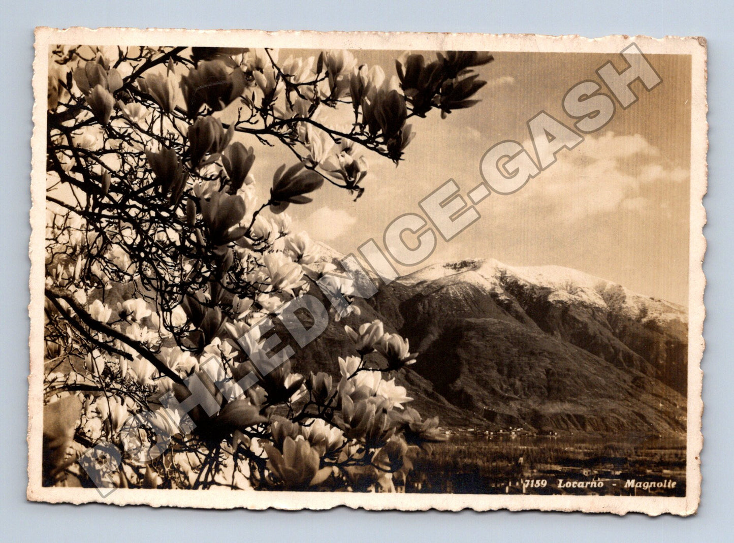 Pohlednice Švýcarsko Locarno Magnolie a hory 1957 (M37532)