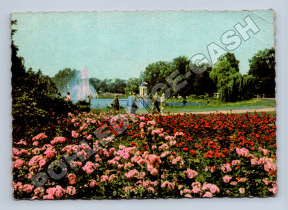 Pohlednice Německo Markkleeberg park s růžemi 1964 (M37643)