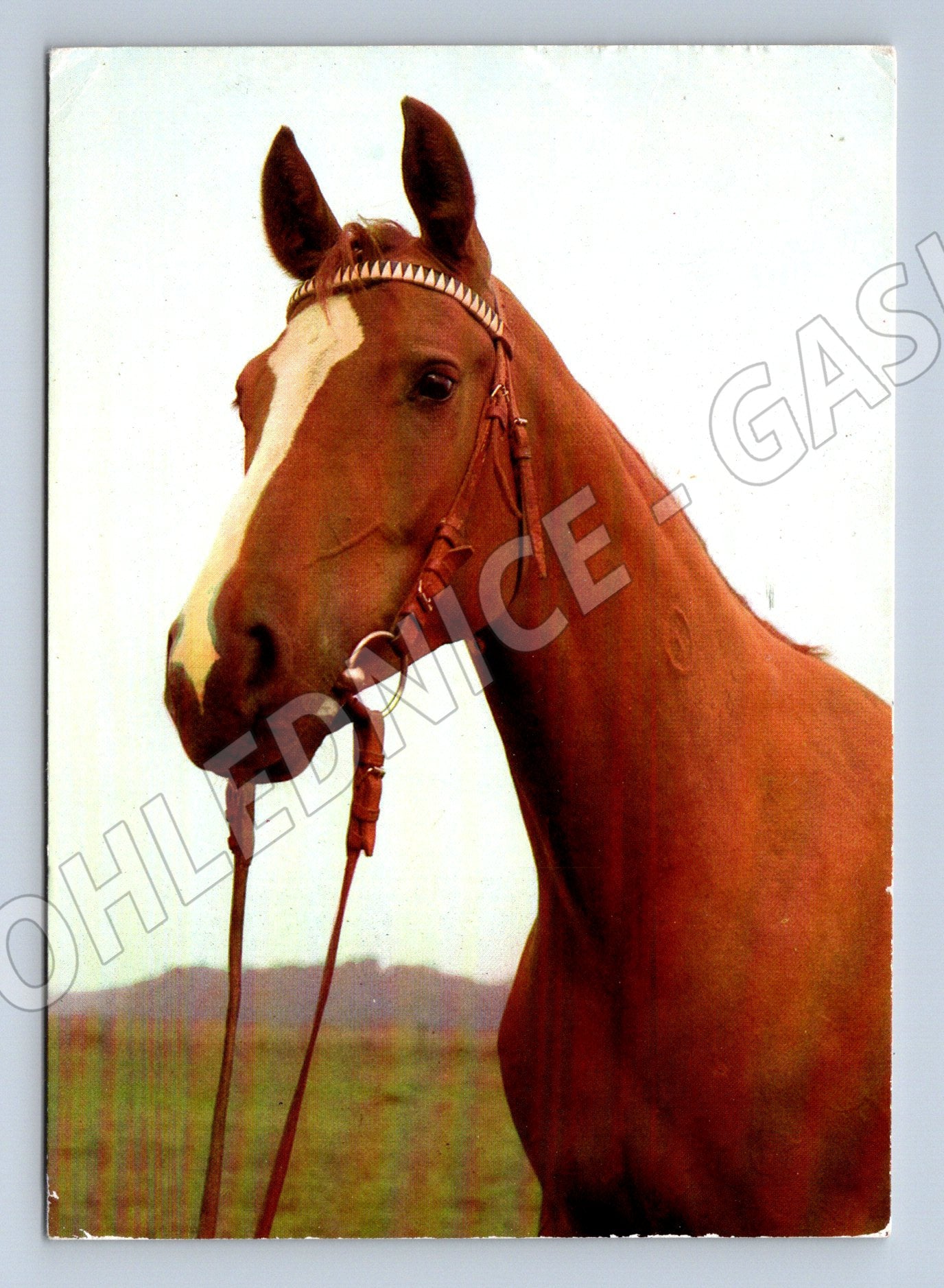 Pohlednice portrét klisny retro (M3777)