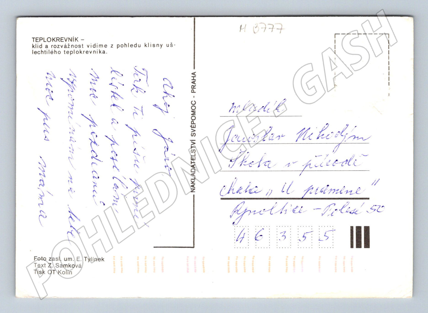 Pohlednice portrét klisny retro (M3777)