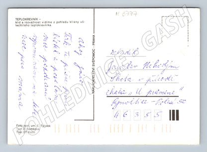 Pohlednice portrét klisny retro (M3777)