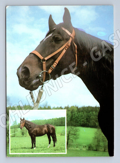 Pohlednice Kornet hannoverský kůň (M3778)