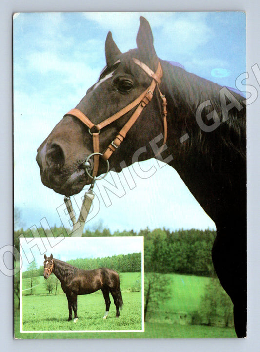Pohlednice Kornet hannoverský kůň (M3778)