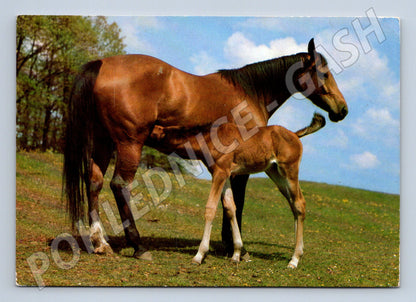 Pohlednice anglický polokrevník hříbě (M3779)