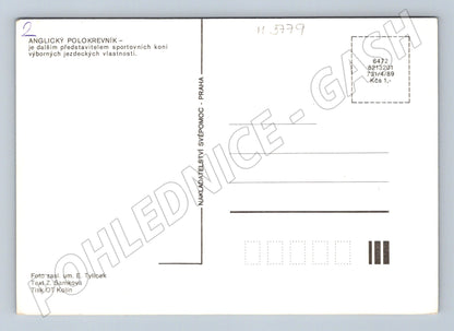 Pohlednice anglický polokrevník hříbě (M3779)