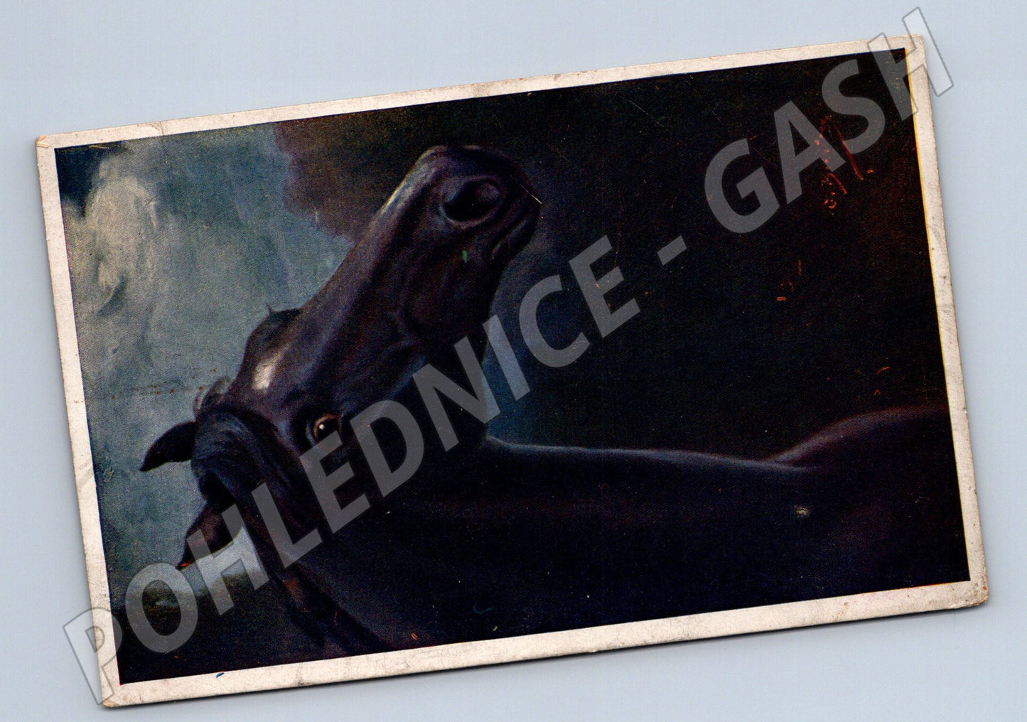 Pohlednice kůň Rakousko-Uhersko (M3783)