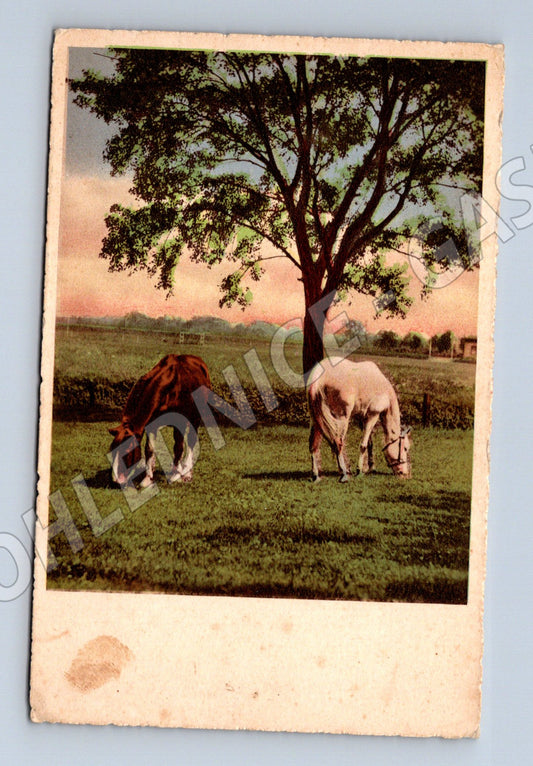 Pohlednice pasoucí se koně JKO (M3786)