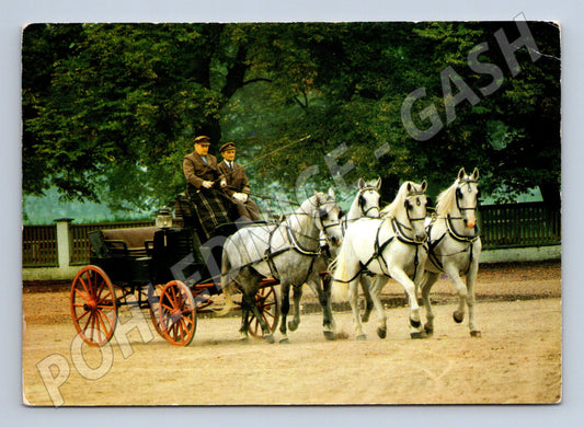 Pohlednice kladrubské čtyřspřeží (M3787)