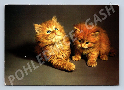 Pohlednice perská koťata foto (M3788)