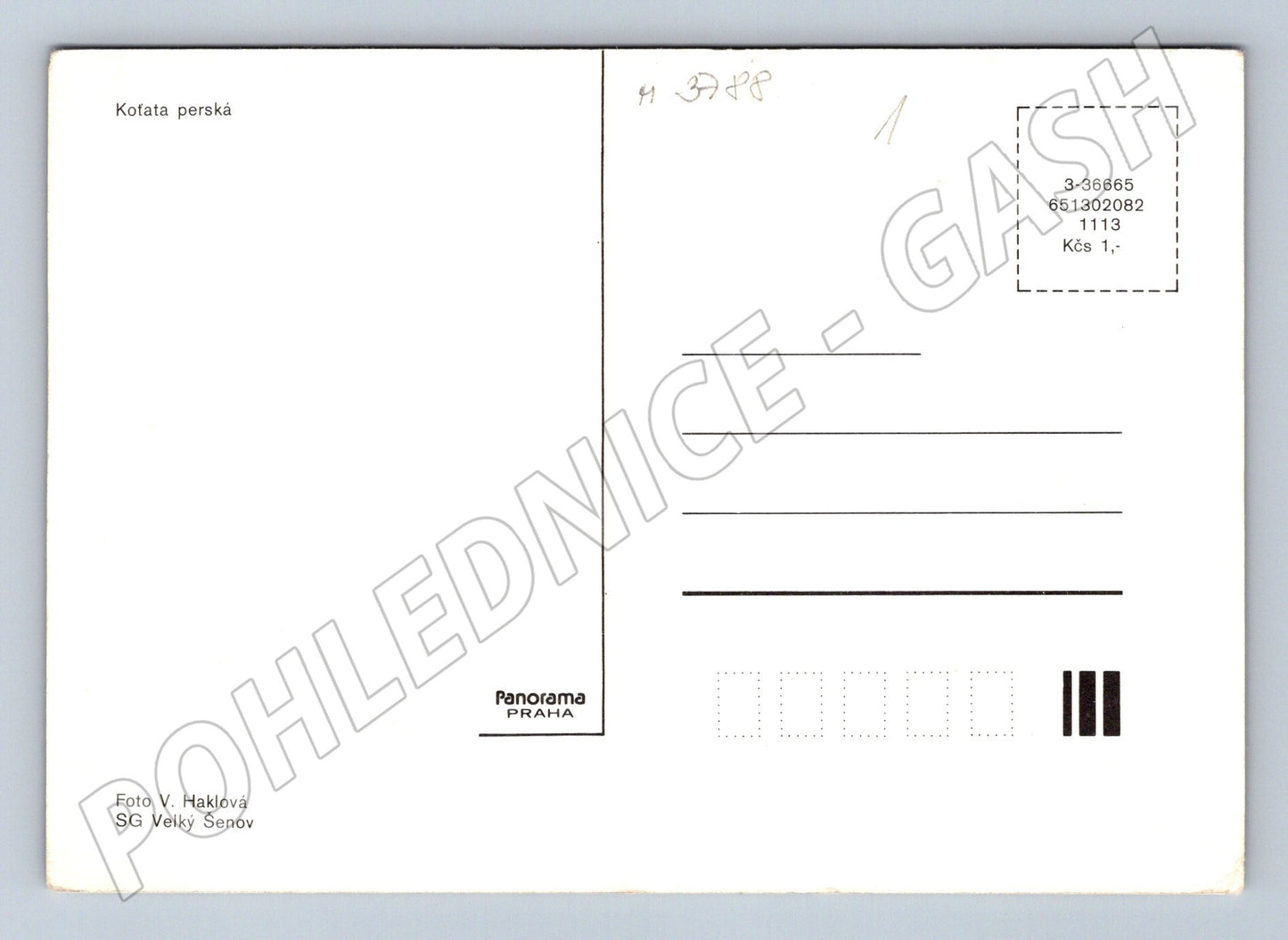 Pohlednice perská koťata foto (M3788)