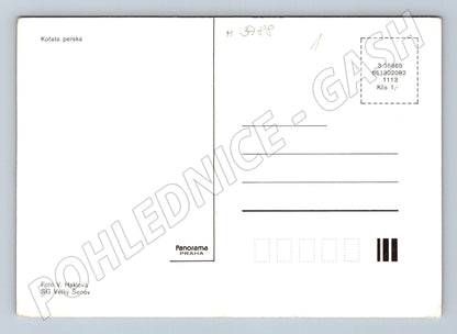 Pohlednice perská koťata foto (M3788)