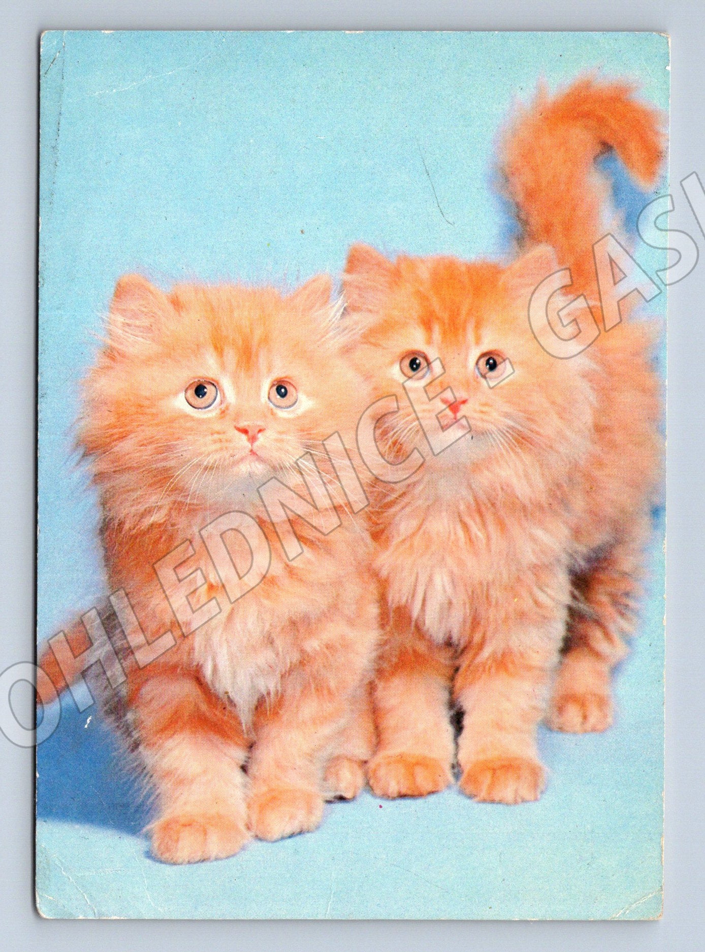 Pohlednice dvě zrzavá koťata retro (M3789)