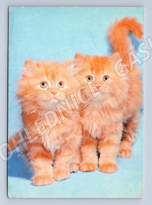 Pohlednice dvě zrzavá koťata retro (M3789)