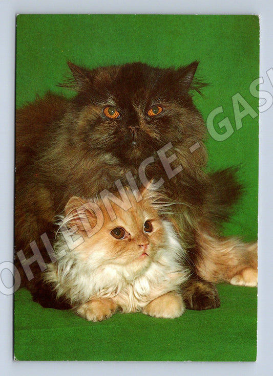 Pohlednice perské kočky portrét (M3790)