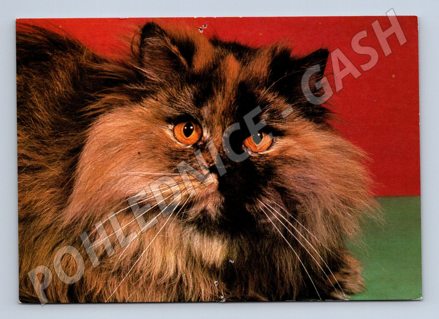 Pohlednice perská kočka Panorama (M3791)