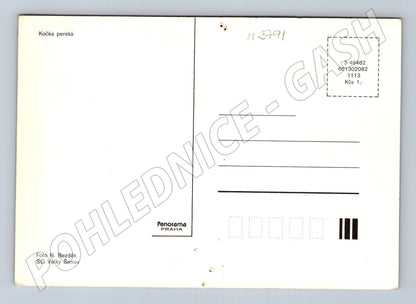 Pohlednice perská kočka Panorama (M3791)