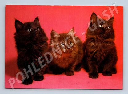 Pohlednice tři černá koťata Orbis (M3793)