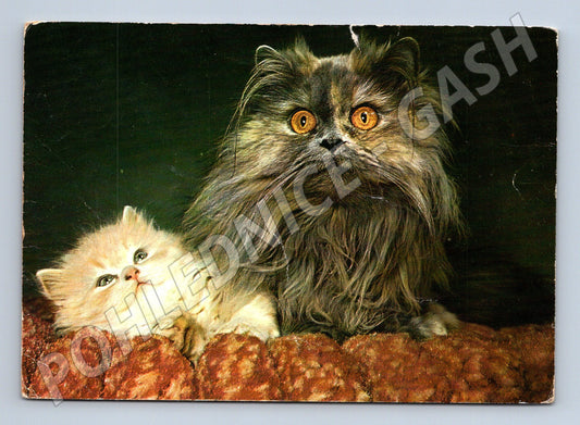 Pohlednice perská kočka s kotětem (M3794)