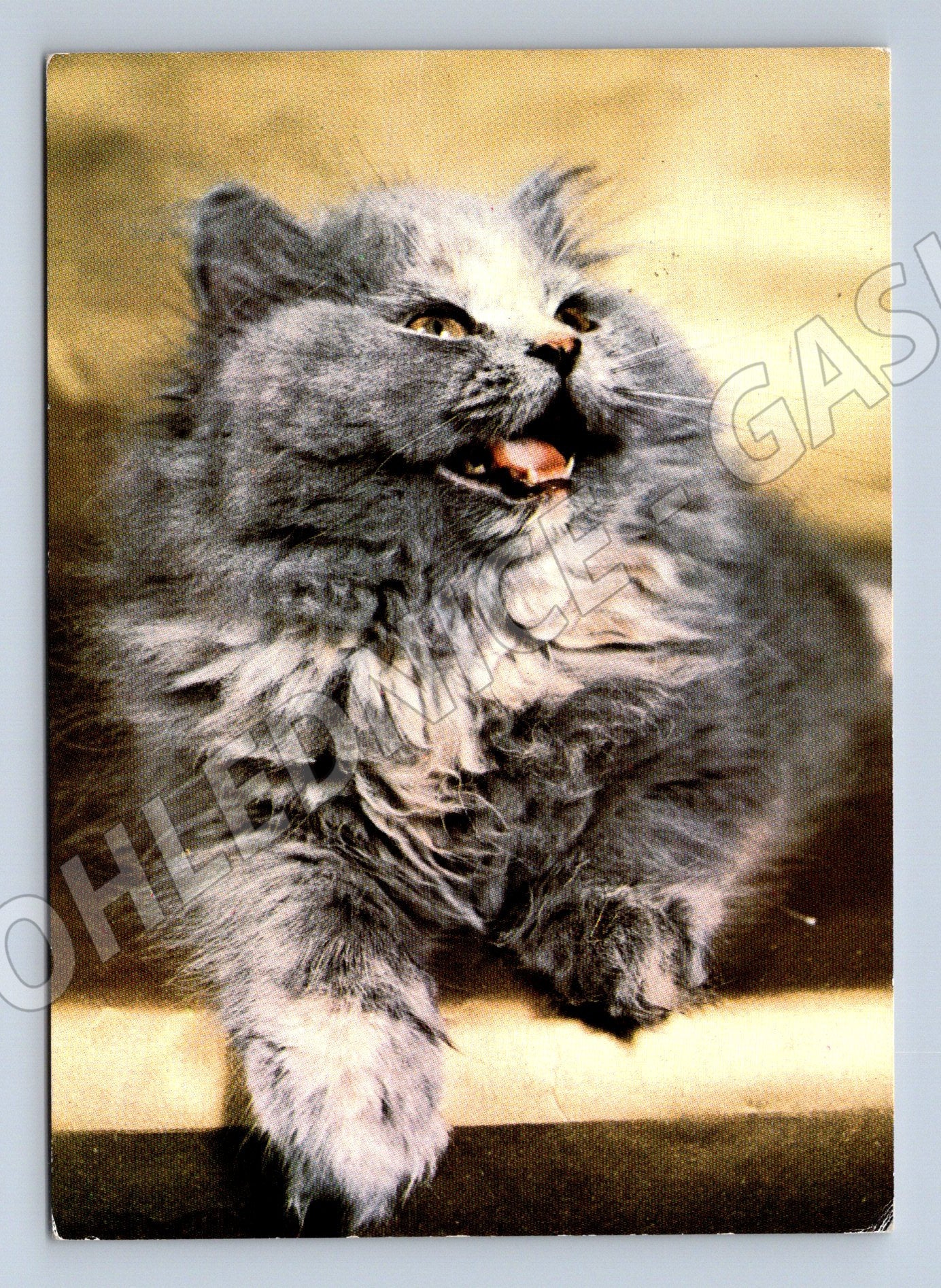 Pohlednice perská kočka modrokrémová (M3795)