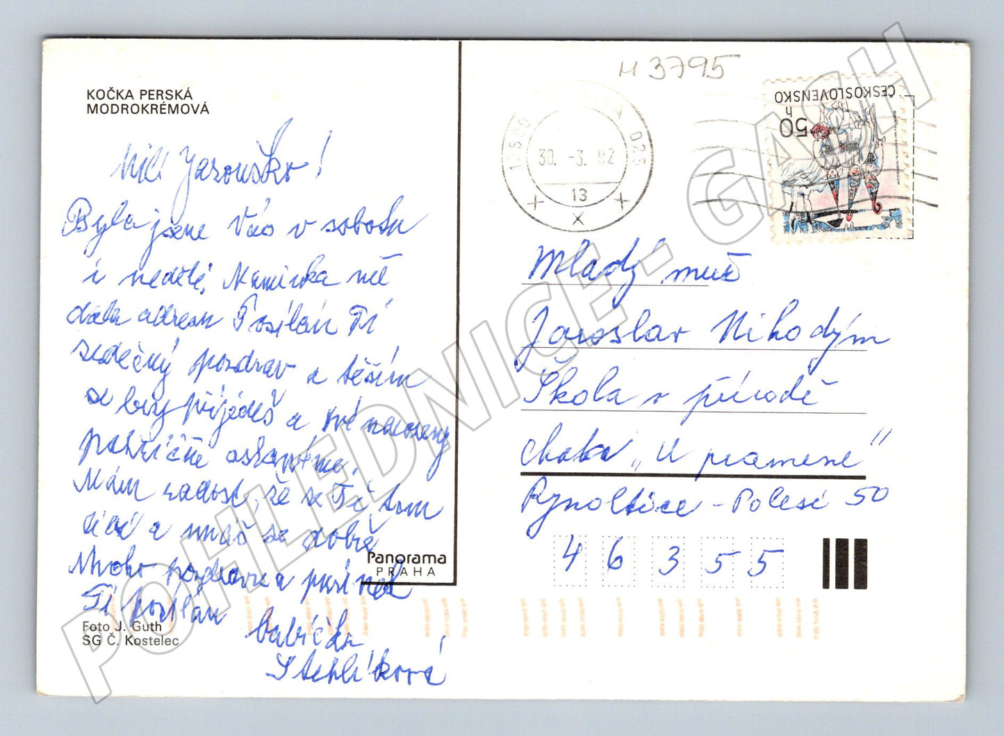 Pohlednice perská kočka modrokrémová (M3795)