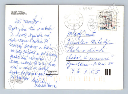 Pohlednice perská kočka modrokrémová (M3795)