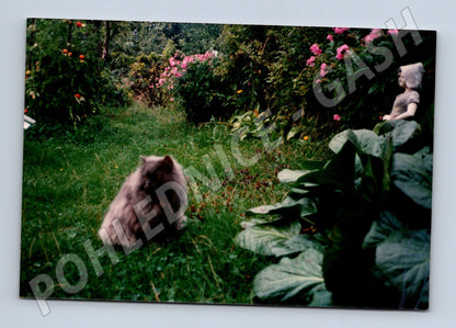 Pohlednice kočky v zahradě foto (M3796)