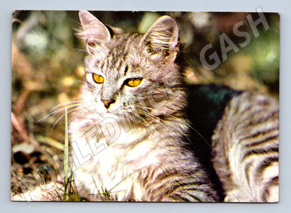 Pohlednice mourovatá kočka ČSSR (M3797)