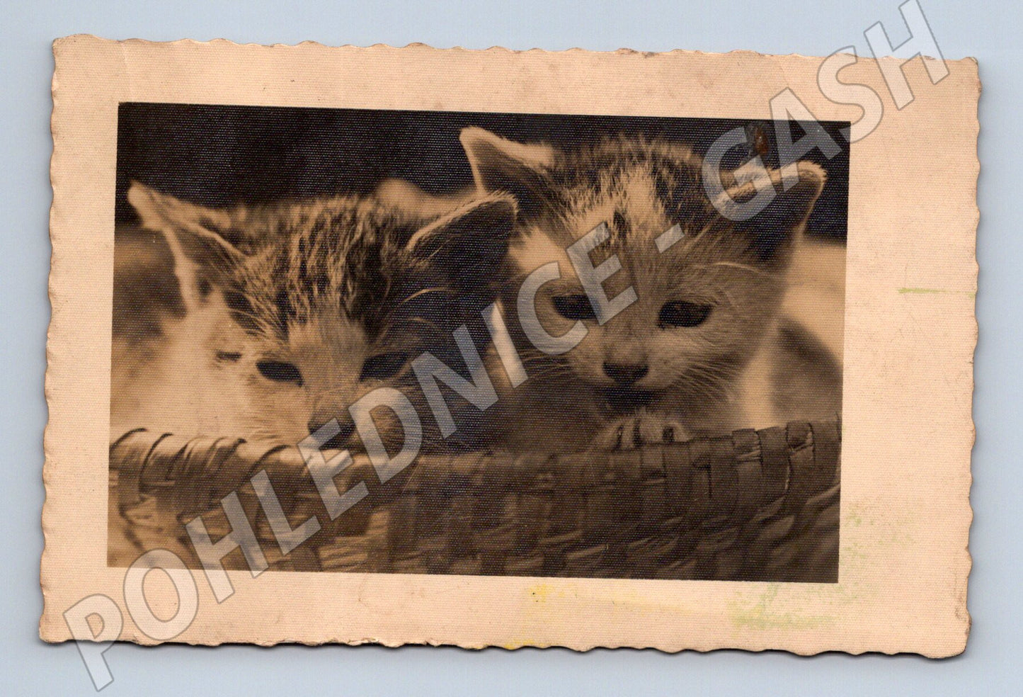 Pohlednice dvě koťata v košíku (M3798)