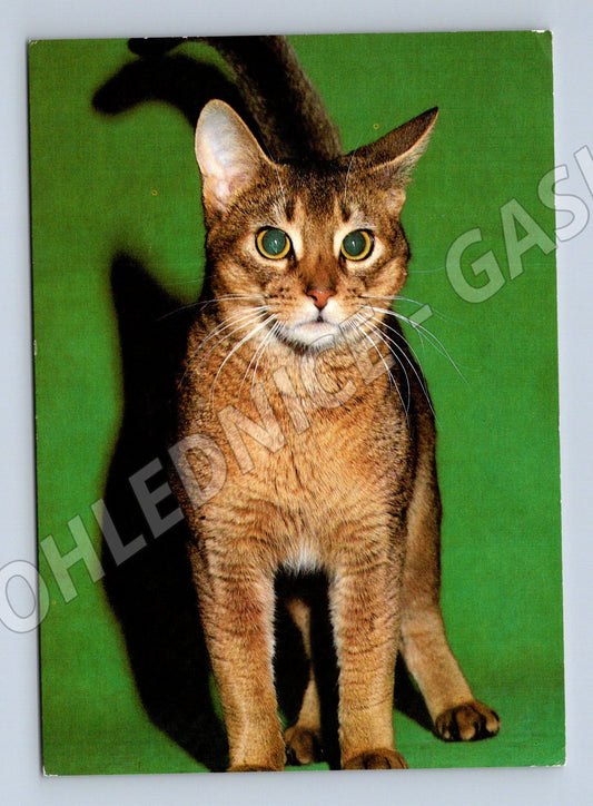 Pohlednice habešská kočka ČSFR (M3799)