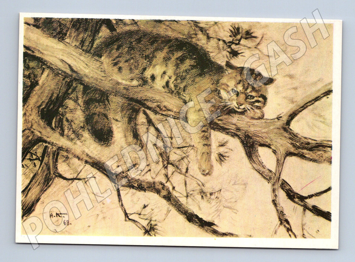 Pohlednice divoká kočka na větvi (M3800)