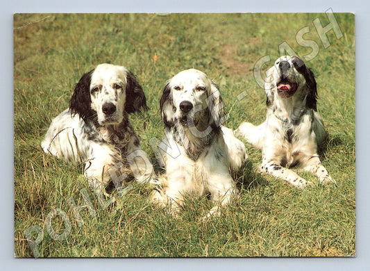 Pohlednice anglický setr tři psi (M3801)