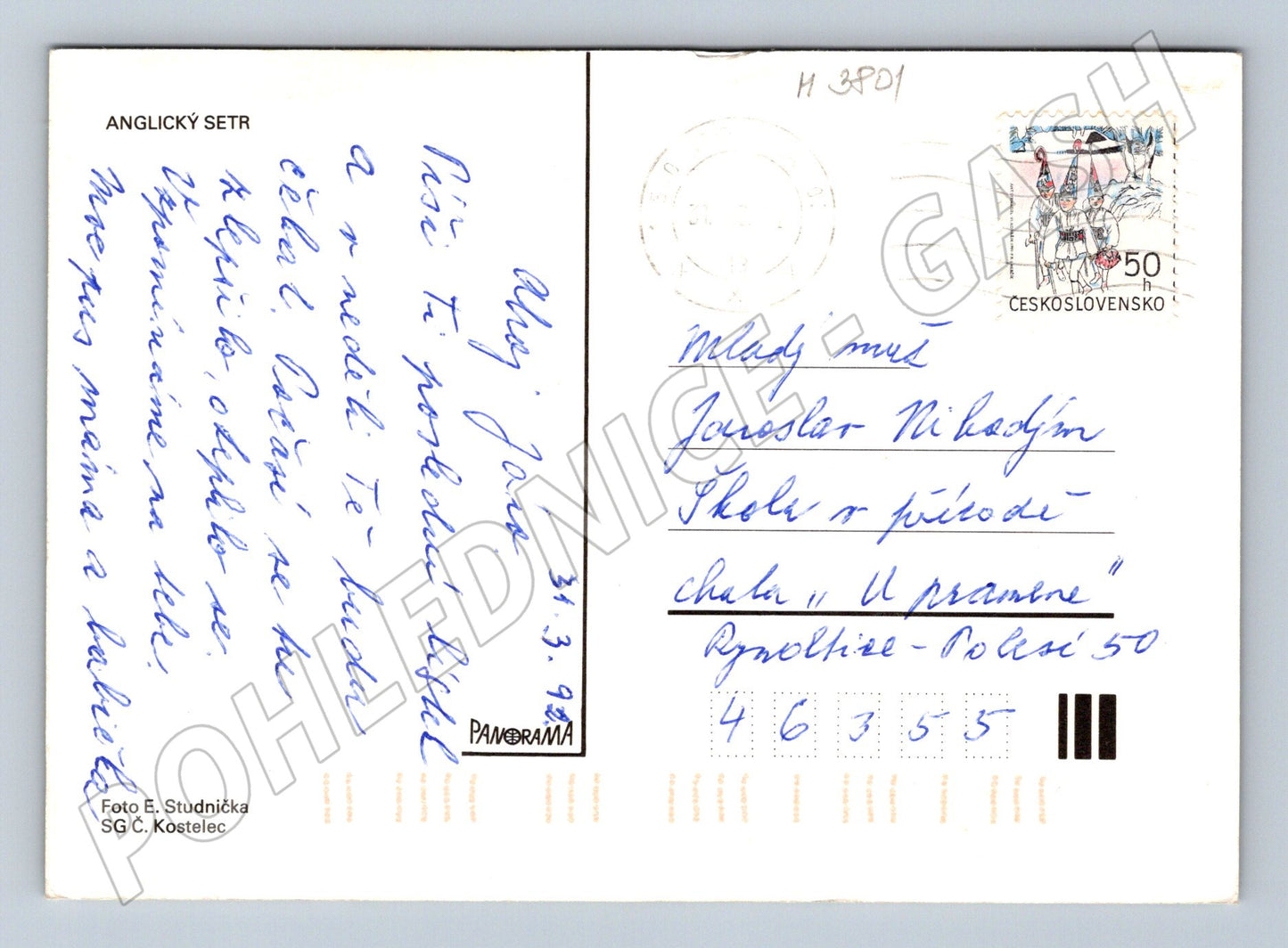 Pohlednice anglický setr tři psi (M3801)