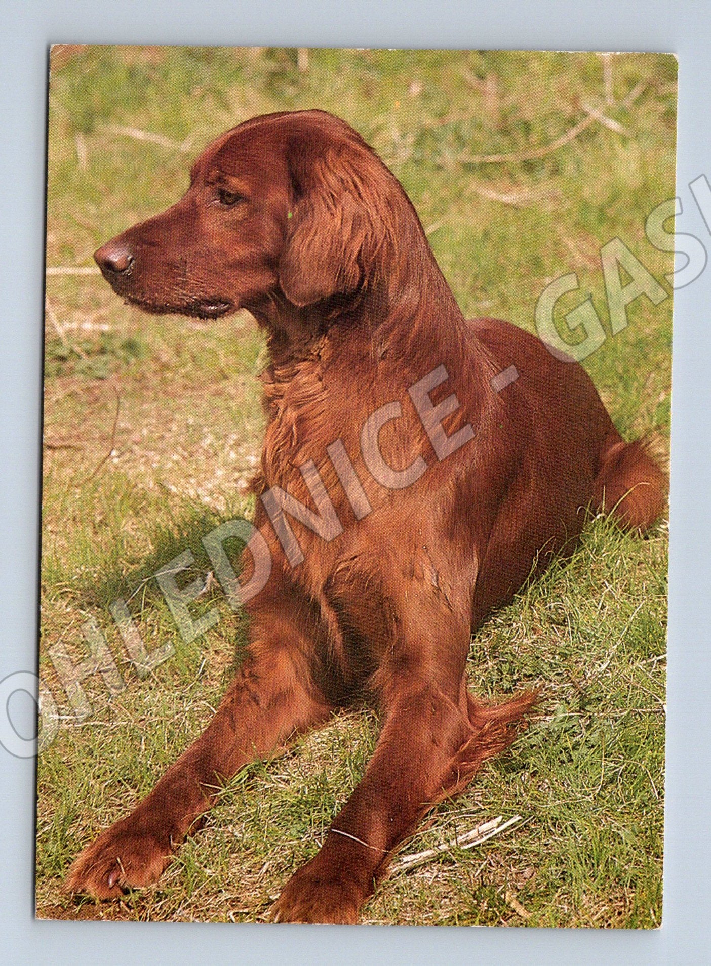 Pohlednice irský setr – portrét psa (M3802)