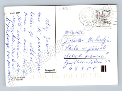 Pohlednice irský setr – portrét psa (M3802)