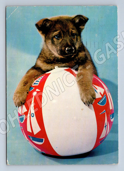 Pohlednice štěně s míčem – roztomilý motiv (M3803)