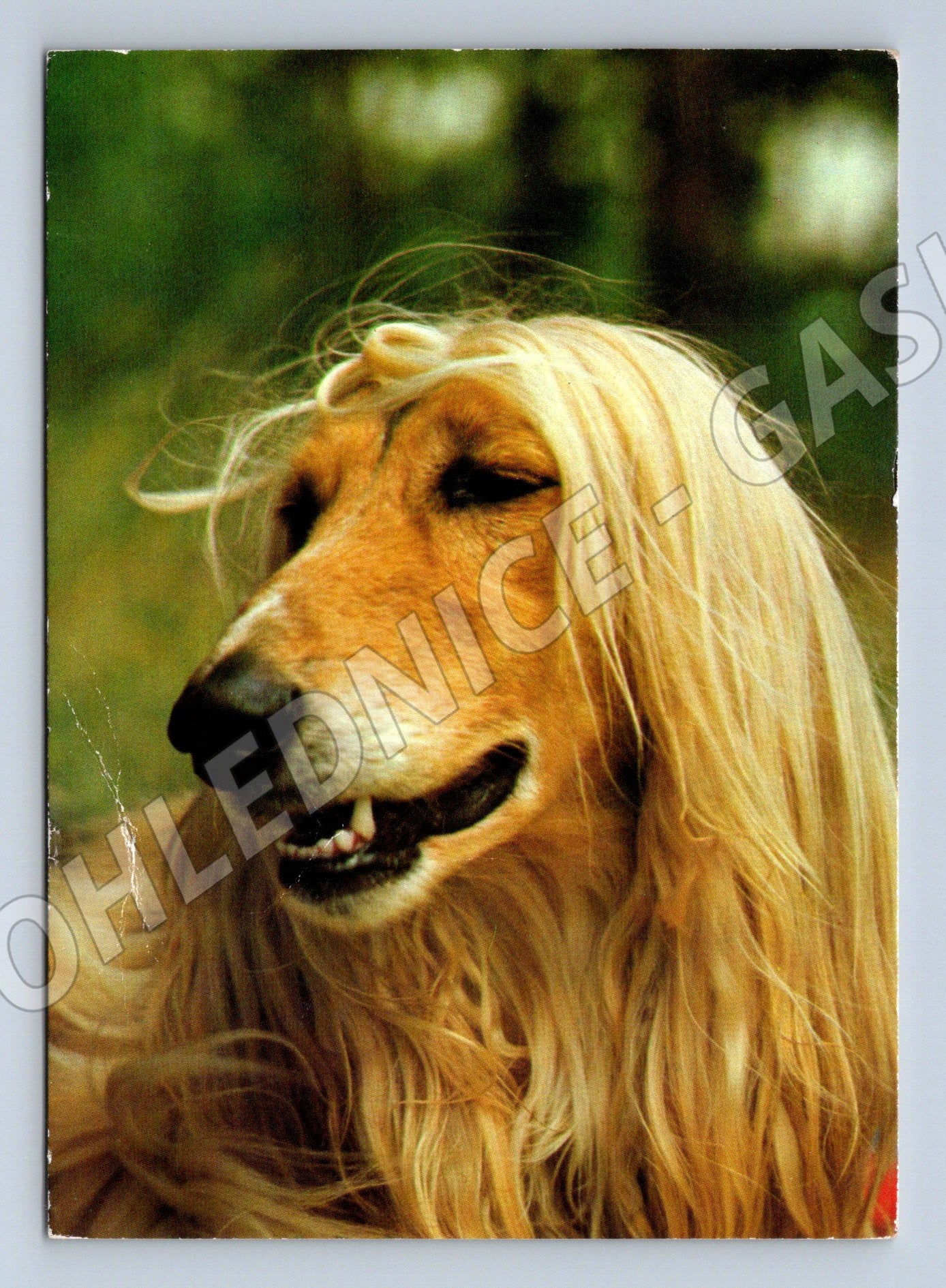 Pohlednice afgánský chrt – elegantní pes (M3804)