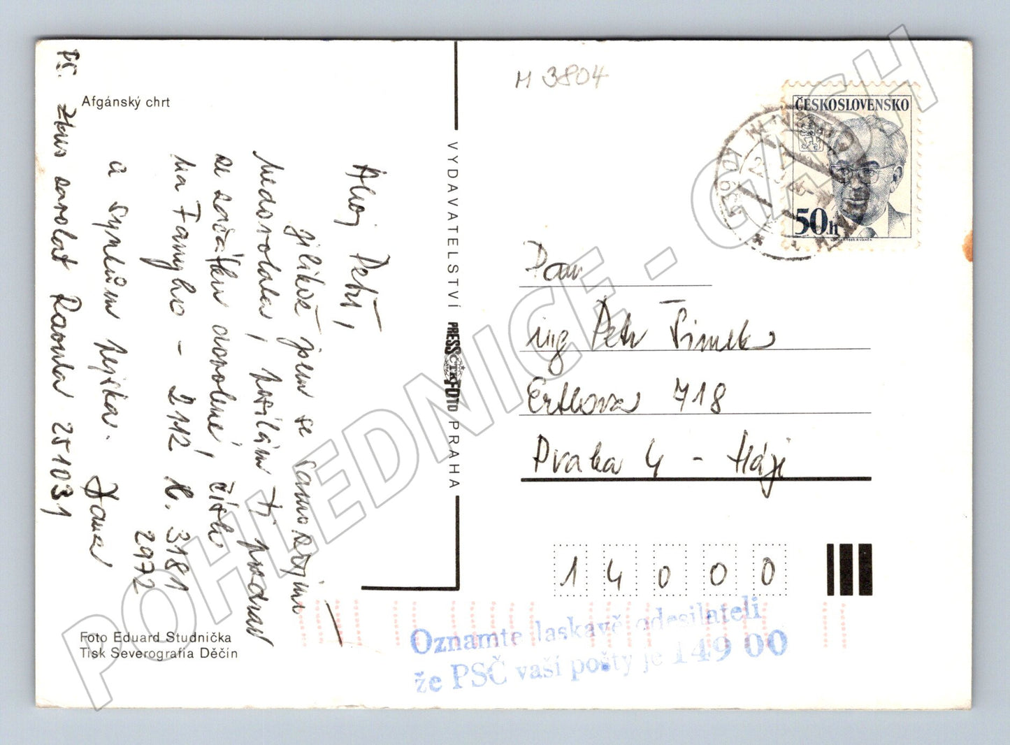 Pohlednice afgánský chrt – elegantní pes (M3804)