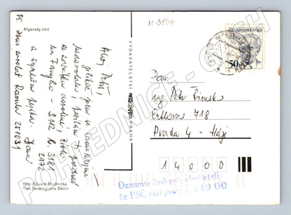 Pohlednice afgánský chrt – elegantní pes (M3804)