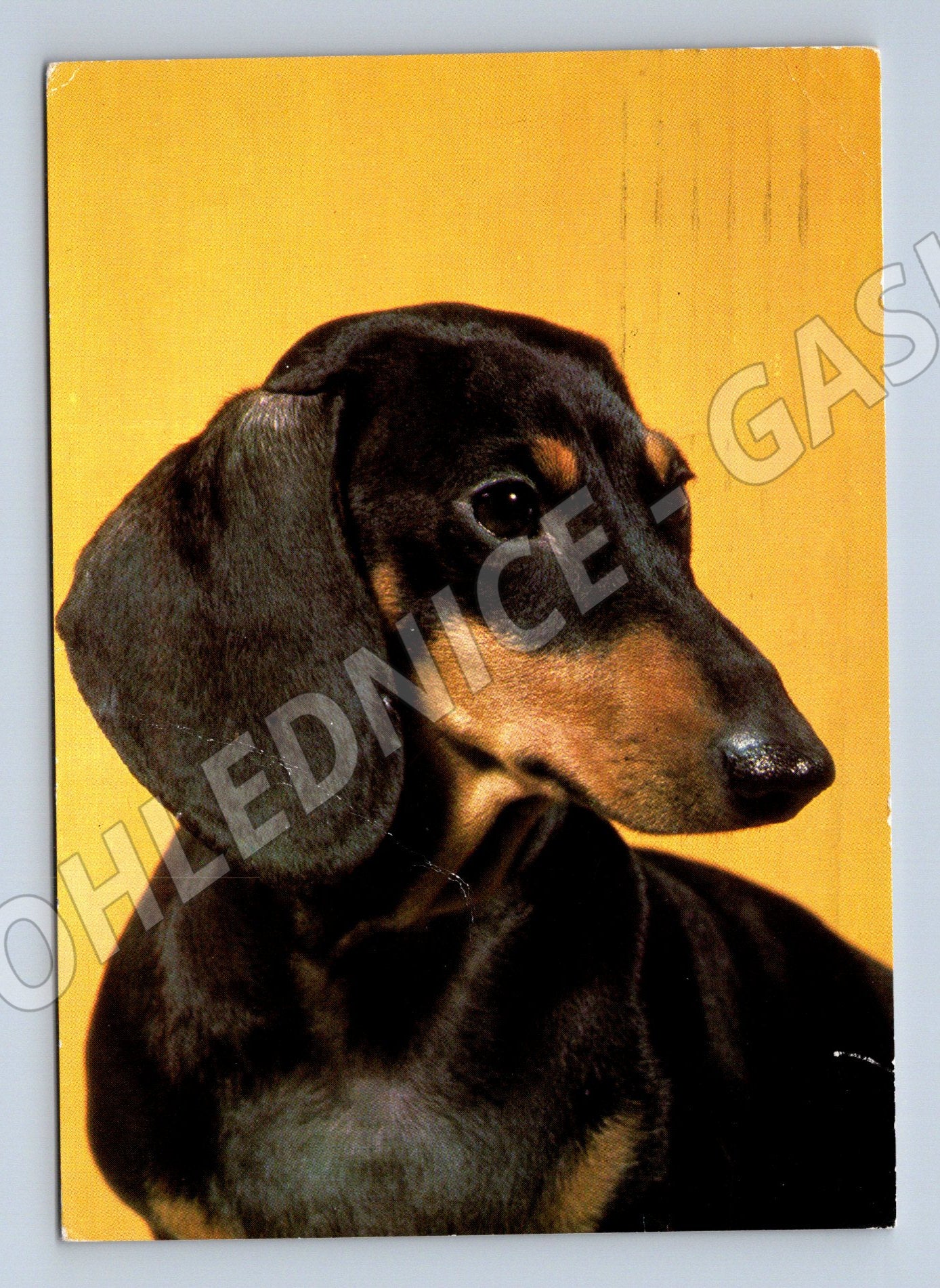 Pohlednice jezevčík hladkosrstý – portrét psa (M3805)