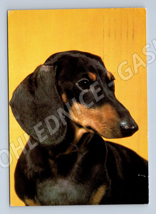 Pohlednice jezevčík hladkosrstý – portrét psa (M3805)