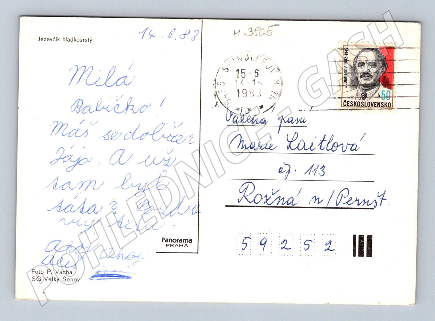 Pohlednice jezevčík hladkosrstý – portrét psa (M3805)