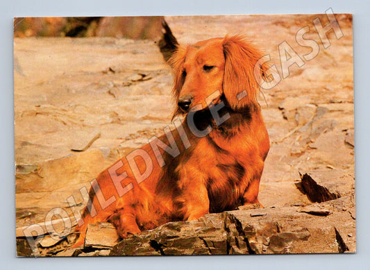 Pohlednice jezevčík dlouhosrstý – portrét psa (M3806)