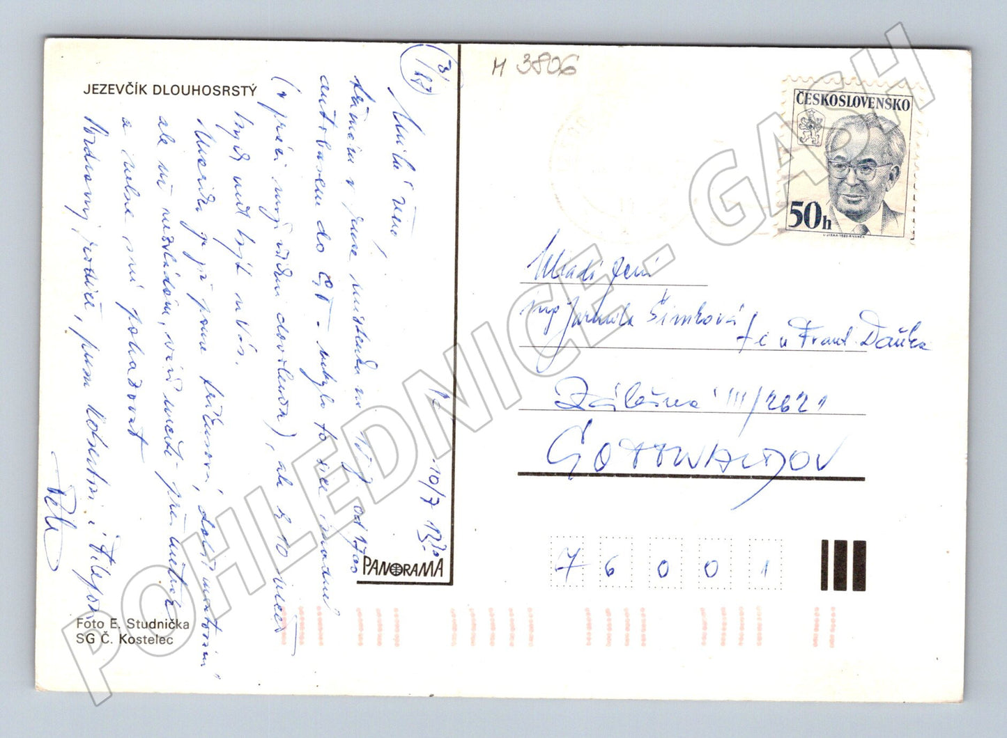 Pohlednice jezevčík dlouhosrstý – portrét psa (M3806)